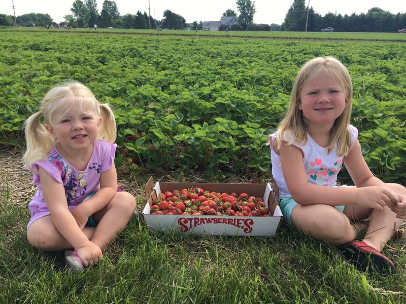 strawberry picking