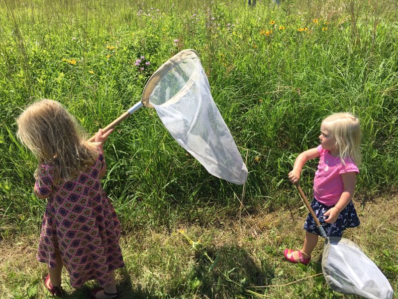 dragonfly festival