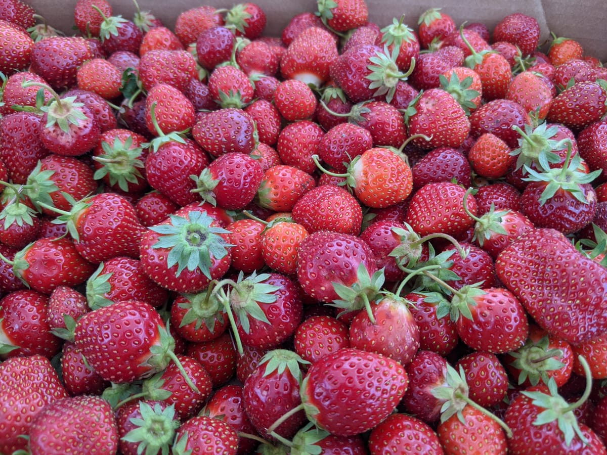 strawberry picking