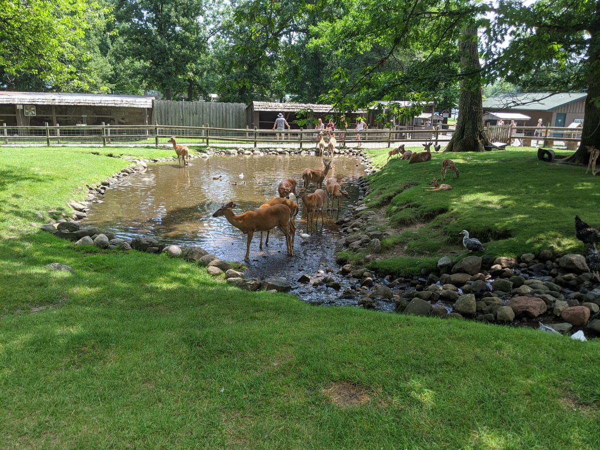 deer petting zoo