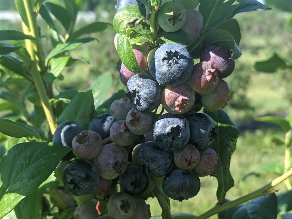 blueberry picking