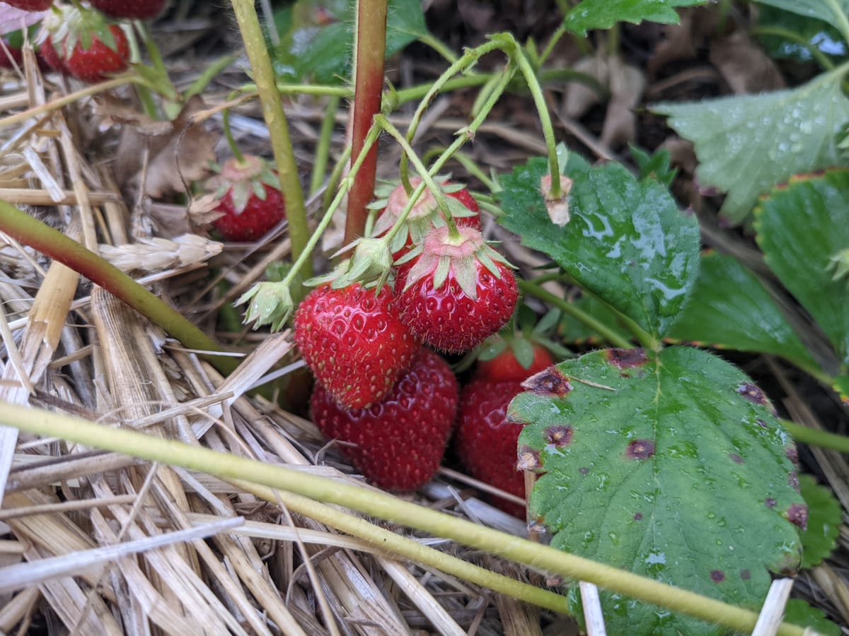 strawberry picking