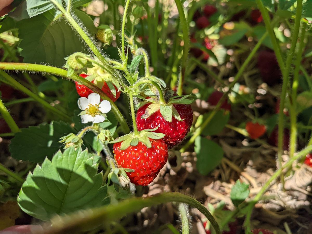 strawberry picking