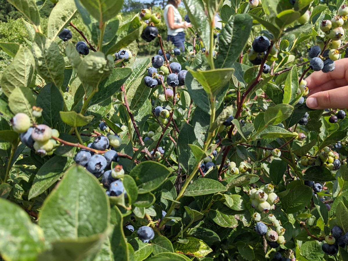 blueberry picking