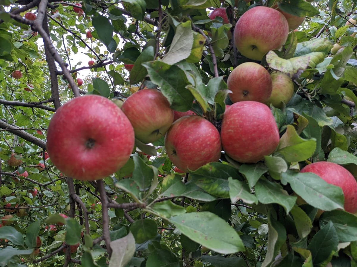 apple picking