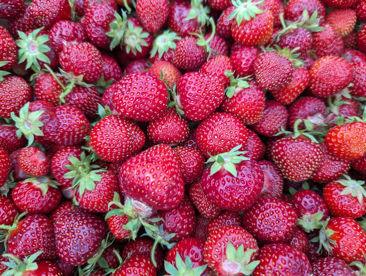 strawberry picking