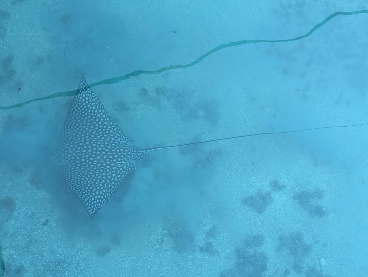 nassau, bahamas
