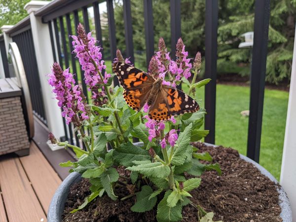 painted ladies