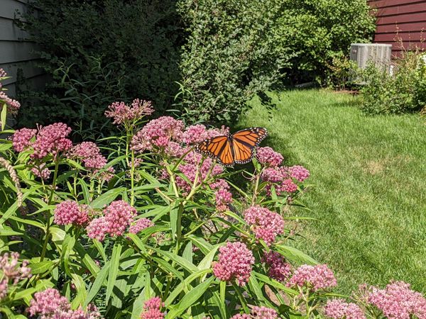 monarchs